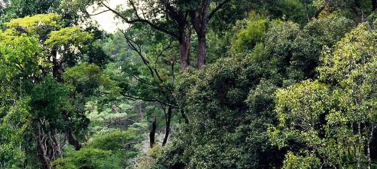 Objetivos insuficientes para los bosques en la luchar contra el cambio climático / UNEP