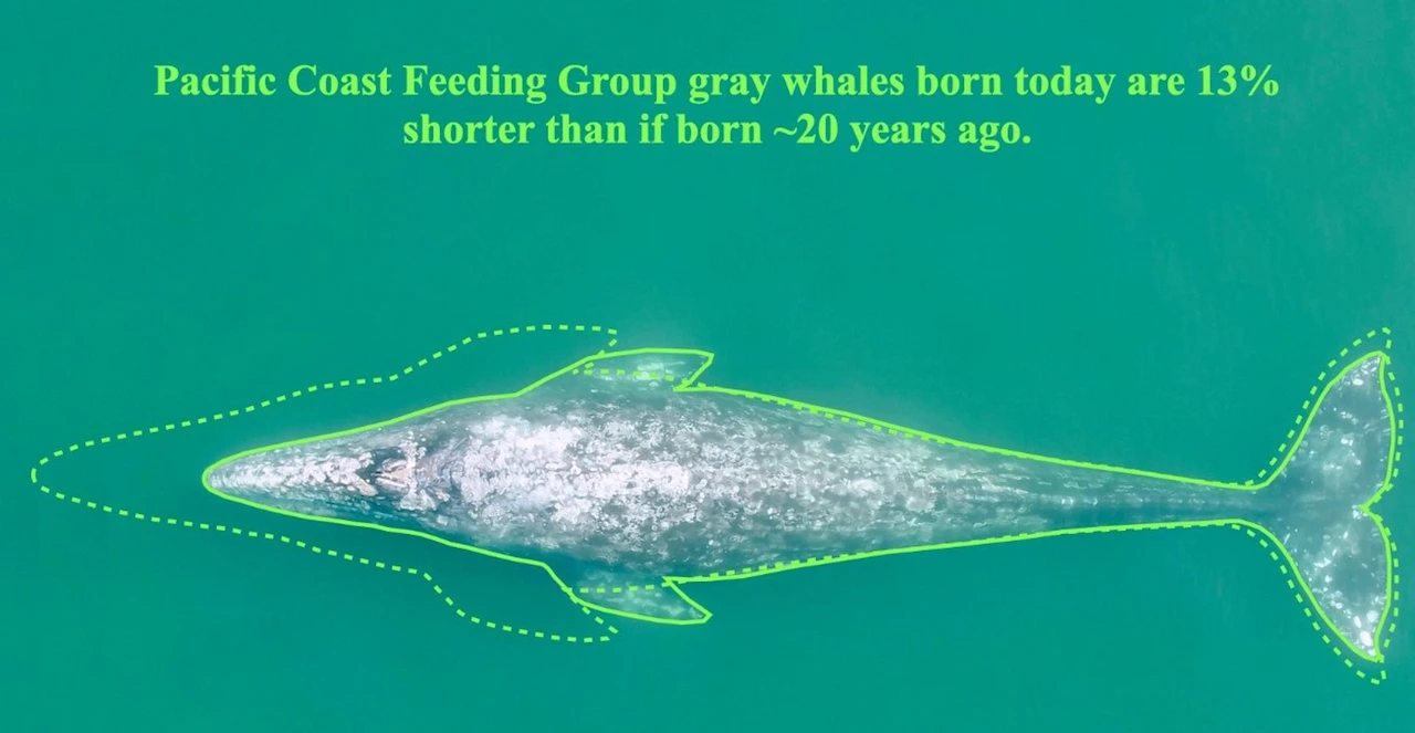 Ballena gris adulta nacida antes de 2000 y una ballena gris nacida en 2020. Ballenas grises del Pacífico / Imagen: OSU