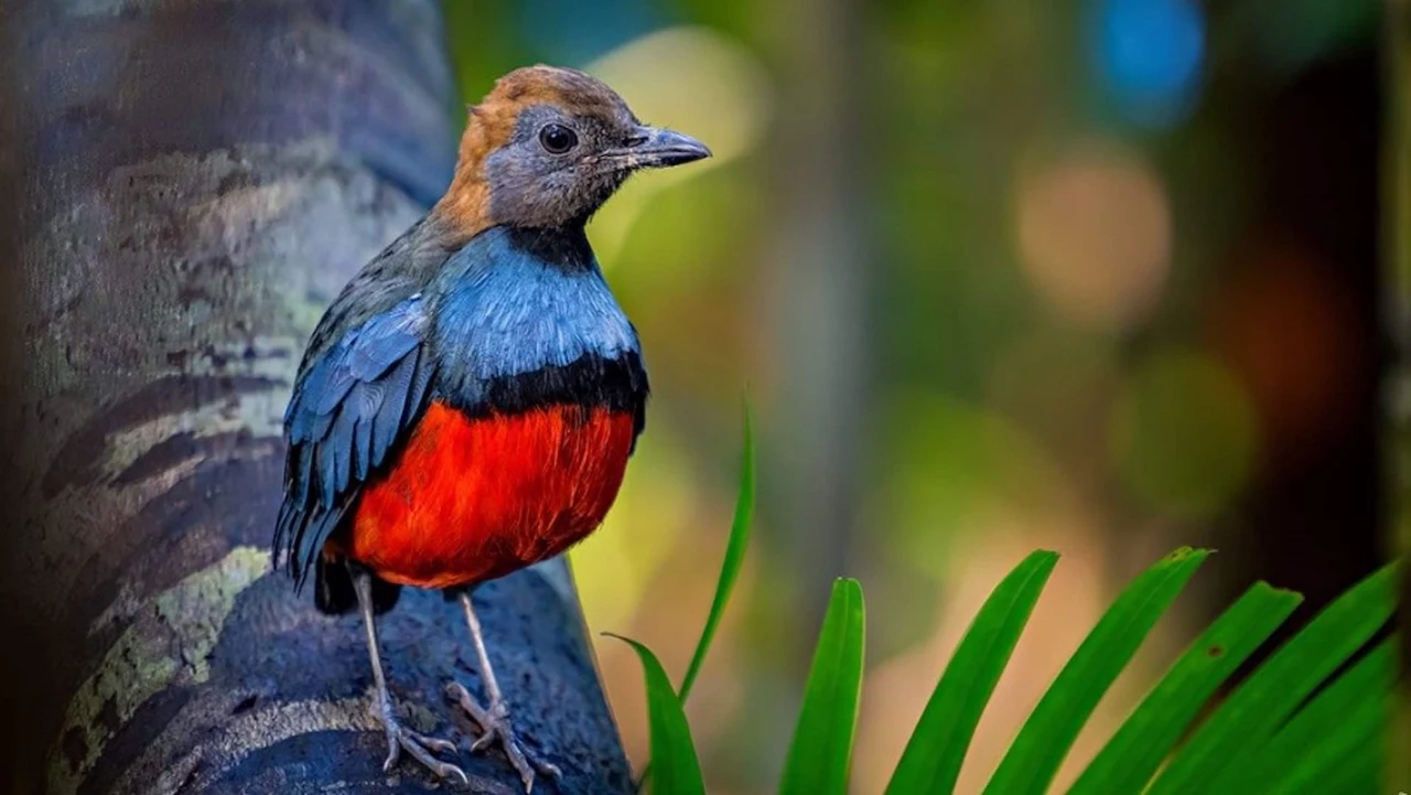 La 'pitta louisiade' es una de las especies “perdidas” encontradas en 2022 y 2023 en la isla Rossel, Papúa Nueva Guinea / Foto: Wang Bin - Cornell Lab of Ornithology