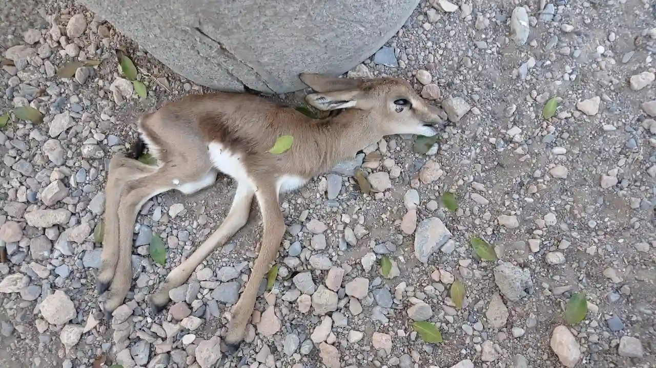 Mueren ejemplares de 'especies amenazadas' tras los concierto de La Hoya, Almería / Foto: EEZA-CSIC