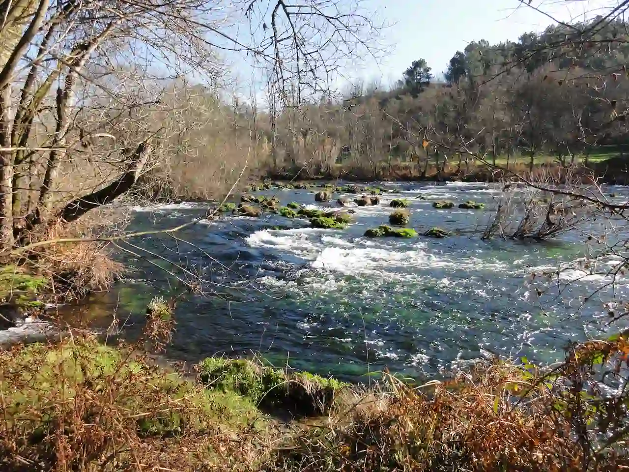 El proyecto de Altri provocará "daños irreversibles" / Foto: WCC
