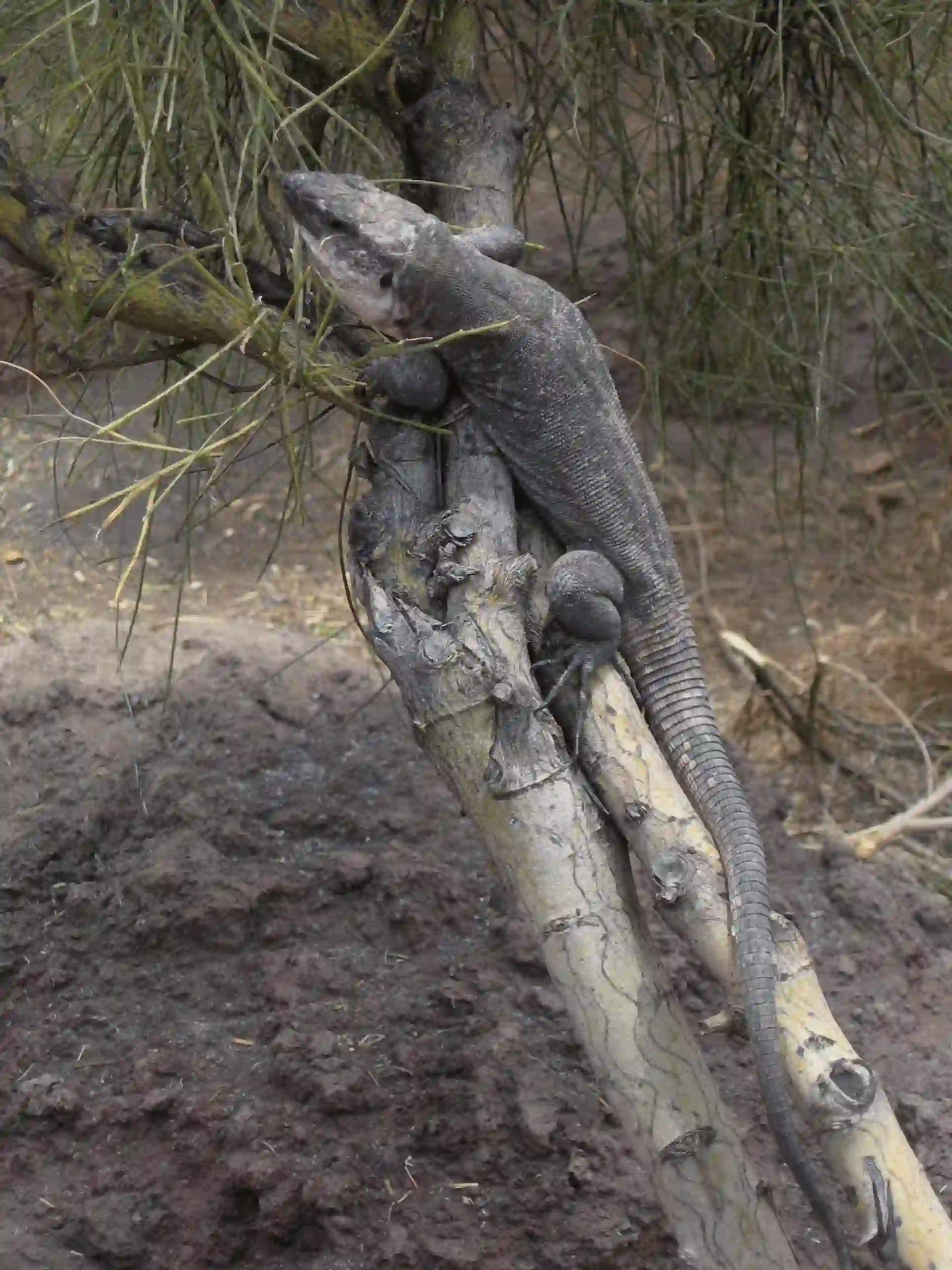 Lagarto gigante de La Gomera, Islas Canarias / Foto: EP