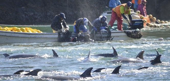 Delfines acorralados  para después matarlos / Foto: Sea Shepherd