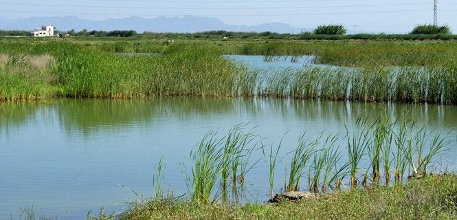 Humedal del Tancat de la Pipa en la Albufera de Valencia / Foto: ISM