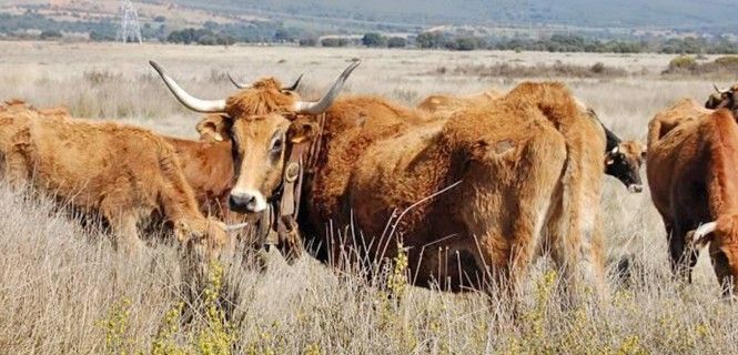 Un rebaño de vacas pastando en una explotación ecológica / Foto: Magrama