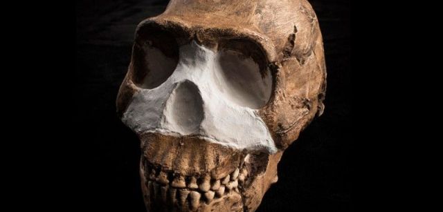 Cráneo de 'Homo naledi', hallado en el sistema de cuevas Rising Star de Sudáfrica  / Foto:  John Hawks - Wits University