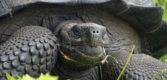 La 'Chelonoidis donfaustoi', una nueva tortuga gigante de las islas Galápagos (Ecuador) / Foto: Washington Tapia