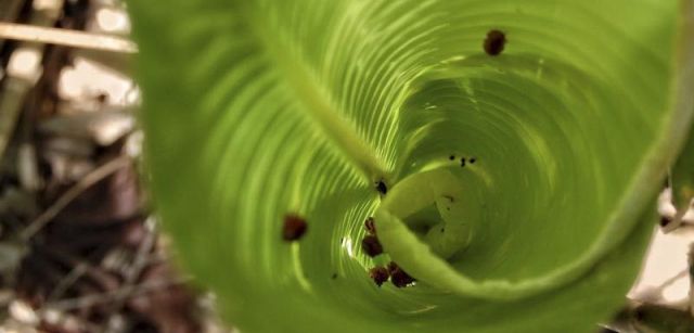 El 'Phytotelmatrichis osopaddington' es tan pequeño que para cubrir una pulgada habría que poner en fila a 25 de ellos / Foto: Michael Darby