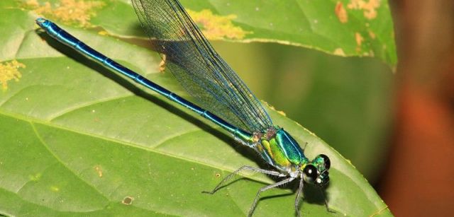 El 'Umma gumma' es uno de los numerosos caballitos del diablo y libélulas identificados en África el pasado año / Foto: Jens Kipping