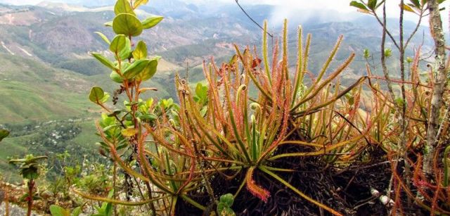 La 'Drosera magnifica', el rocío del sol más grande nunca visto en América / Foto:  Paulo M. Gonella