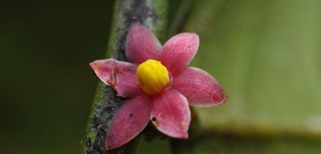 La 'Sirdavidia solannona' ha pasado desapercibida durante años en una de las zonas más estudiadas de Gabón / Foto: Thomas Couvreur