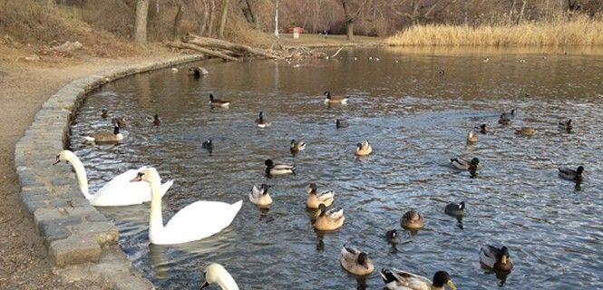 Varios cisnes y otras aves en un parque neoyorquino / Foto: GooseWatch NYC