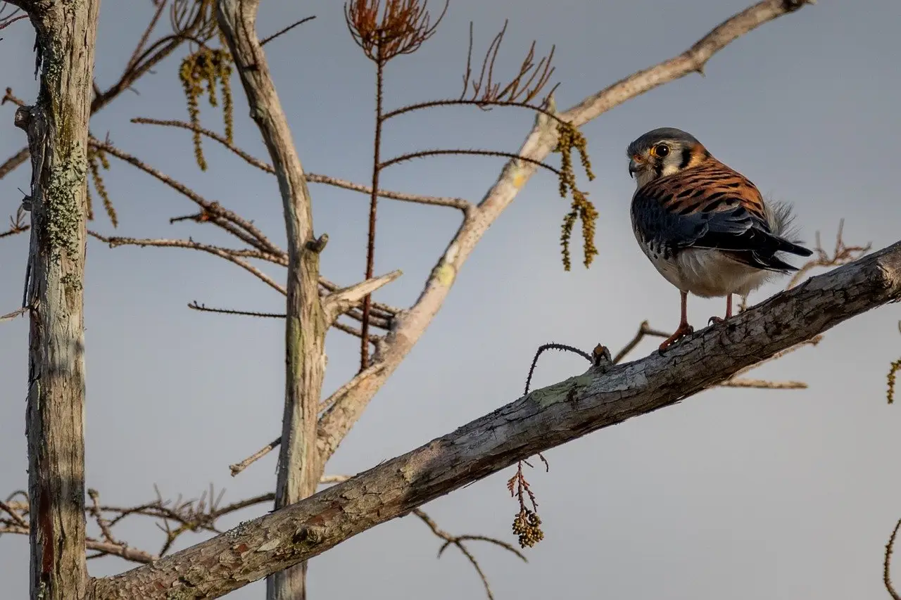 Los cernícalos son una de las aves más afectadas por los rodenticidas químicos / Foto: PB