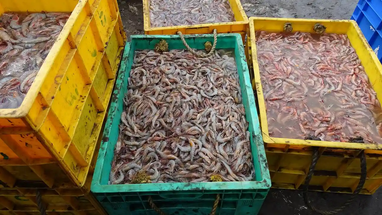 Lagostinos y gambas, uno de cada tres de estos productos está mal etiquetado / Foto: PB