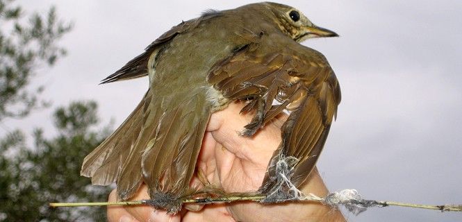 Zorzal común liberado de una trampa mortal / Foto: SEO/BirdLife