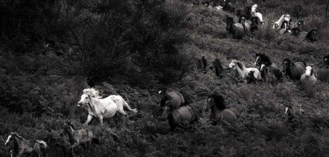 Perseguidos por los 'aloitadores', un grupo de caballos bajan de las montañas donde viven en semilibertad todo el año / Foto: Javier Arcenillas