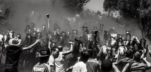 La manada llega al trote al pueblo de Sabucedo levantando a su paso una gran nube de polvo / Foto: Javier Arcenillas