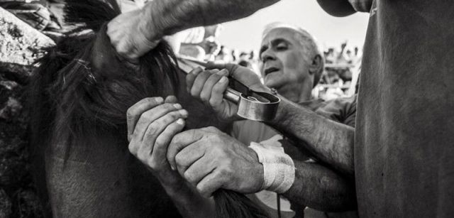 Momento en que dos 'aloitadores' cortan las crines de un caballo, actividad que da nombre a la tradición / Foto: Javier Arcenillas