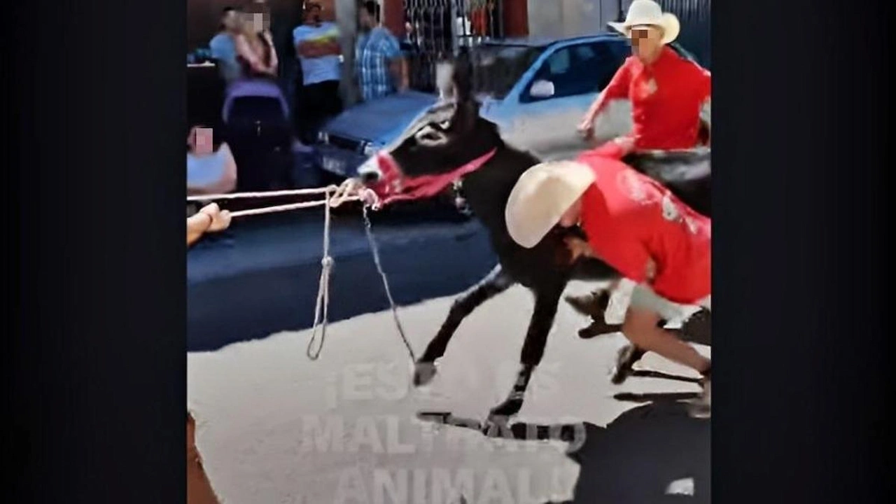 Maltrato animal en la carrera de burros en Boñar / Foto: EP