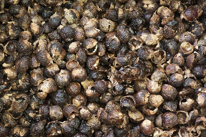 Las llamadas 'nueces del jabón', cáscaras de los frutos de un árbol tropical, contienen saponina y permiten lavar la ropa / Foto: Josep Cano