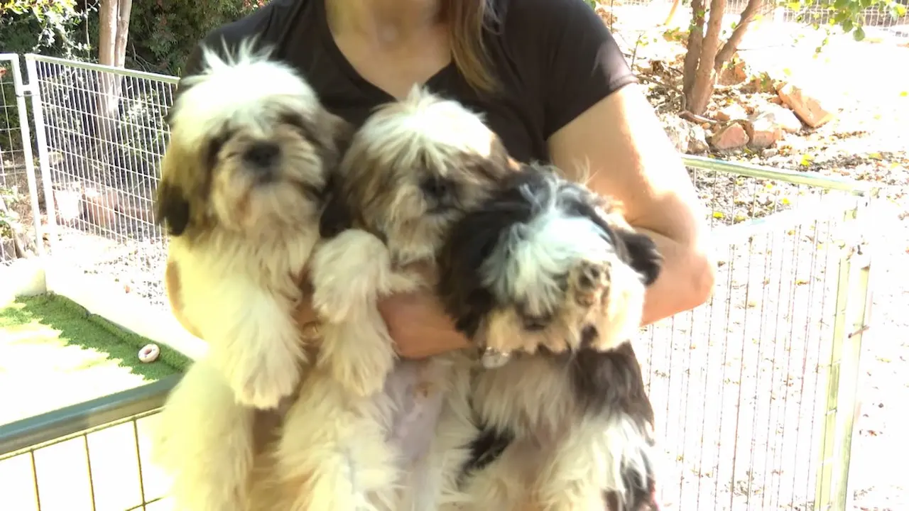 Prohibida la venta de perros, gatos y hurones en tiendas desde este domingo / Foto: EP