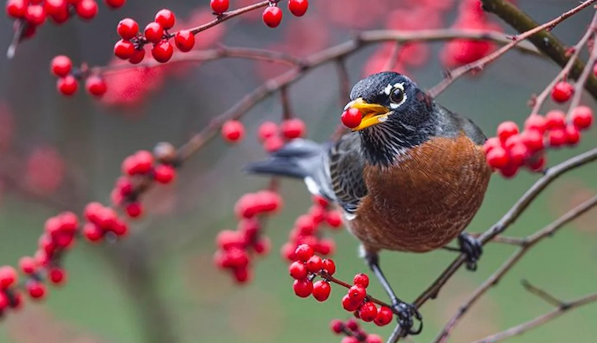 La crisis de la dispersión de semillas en Europa, image size:1200x690