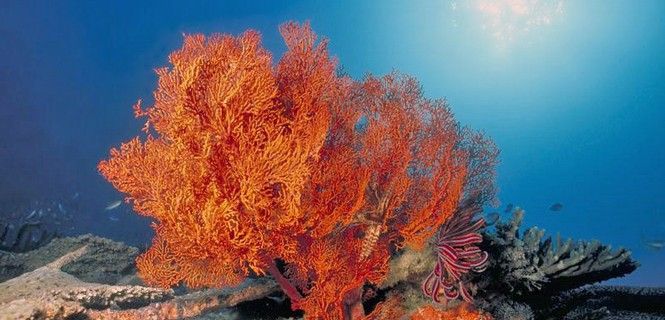 Formación coralina en uno de los arrecifes australianos / Foto: Greenpeace