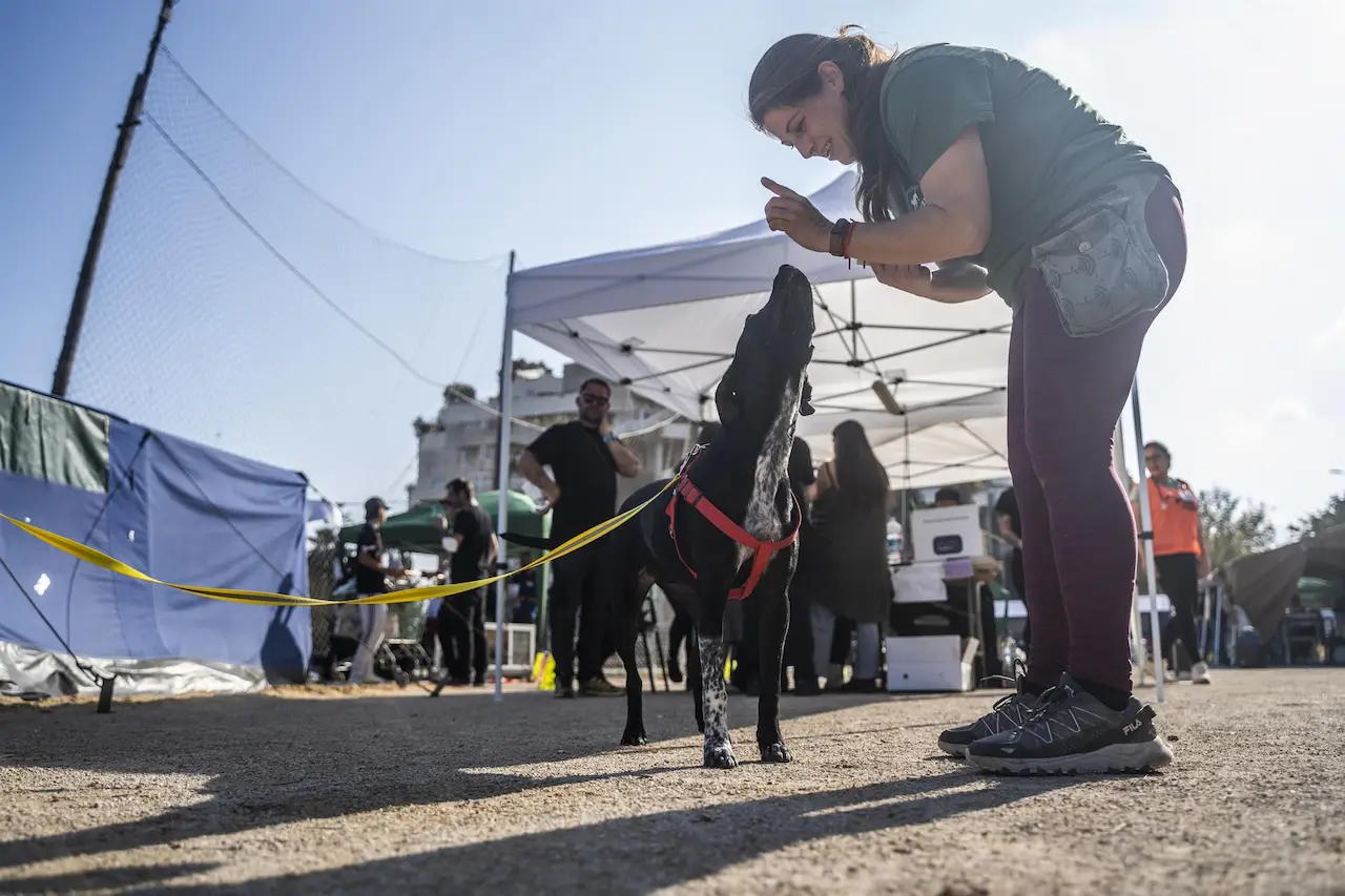 Campamento solidario en el campo de fútbol del Sporting Benimaclet, de animales rescatados de la DANA / Foto: EP