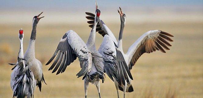 Varias grullas comunes durante su apareamiento / Foto: SEO/BirdLife