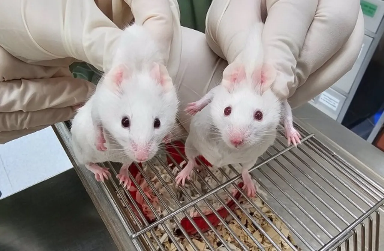 El ratón de la izquierda es un quimérico con ojos oscuros / Foto: EP