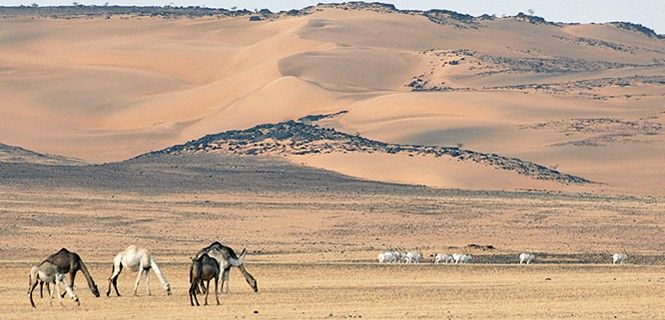 Un grupo de addax y dromedarios al pie de un mar de dunas. El Sáhara, olvidado. / Foto: John Newby