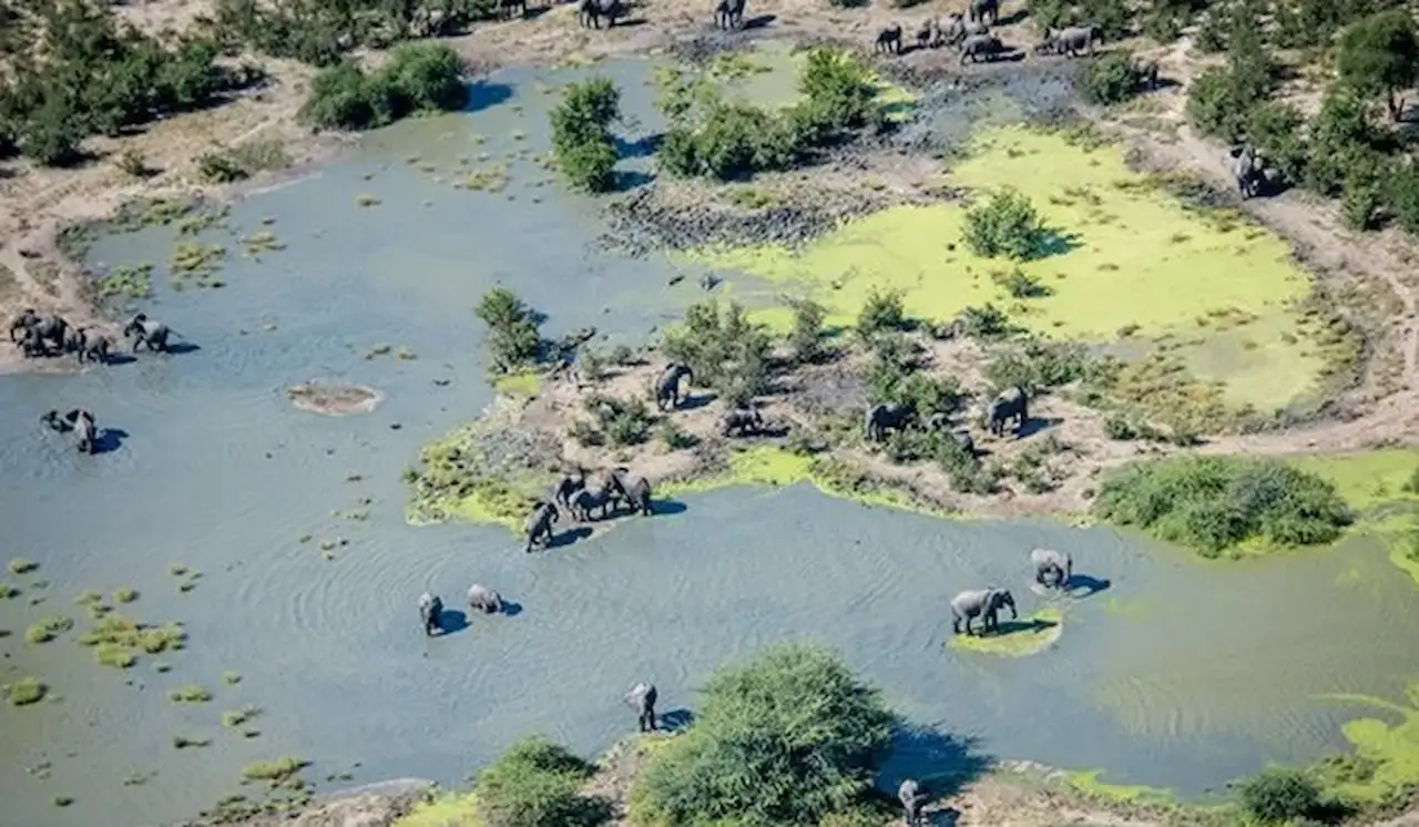 Cientos de elefantes en Botsuana han muerto a causa del cambio climático / Foto: EP