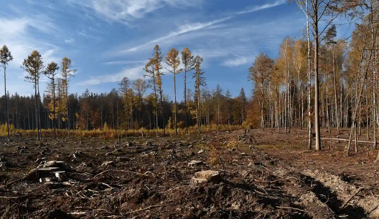 Se aplaza la aplicación de la ley de la deforestación 'importada' / Foto: Amigos de la Tierra