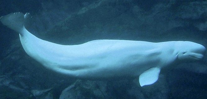 La beluga habita solamente en aguas árticas. El calentamiento global da vía libre a los microbios / Foto: UBC