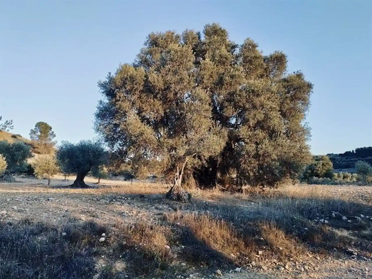 Este olivo excepcional podrá ser catalogado como árbol singular / Foto: EP
