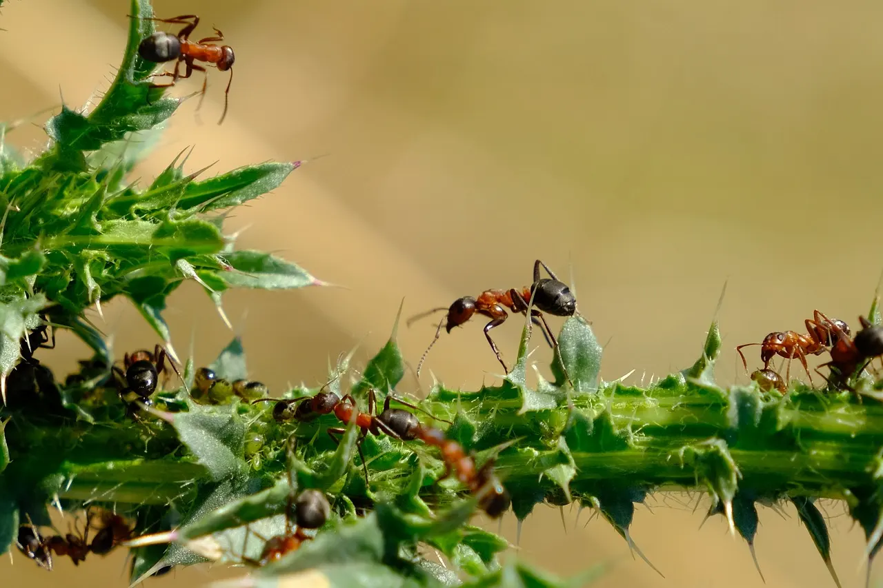 Las hormigas aprende de sus experiencias / Foto: PB