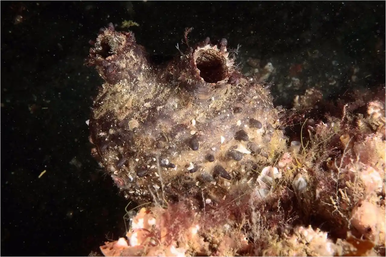 'Pyura herdmani', especie exótica detectada en la ría de Arousa, Galicia / Foto: IEO