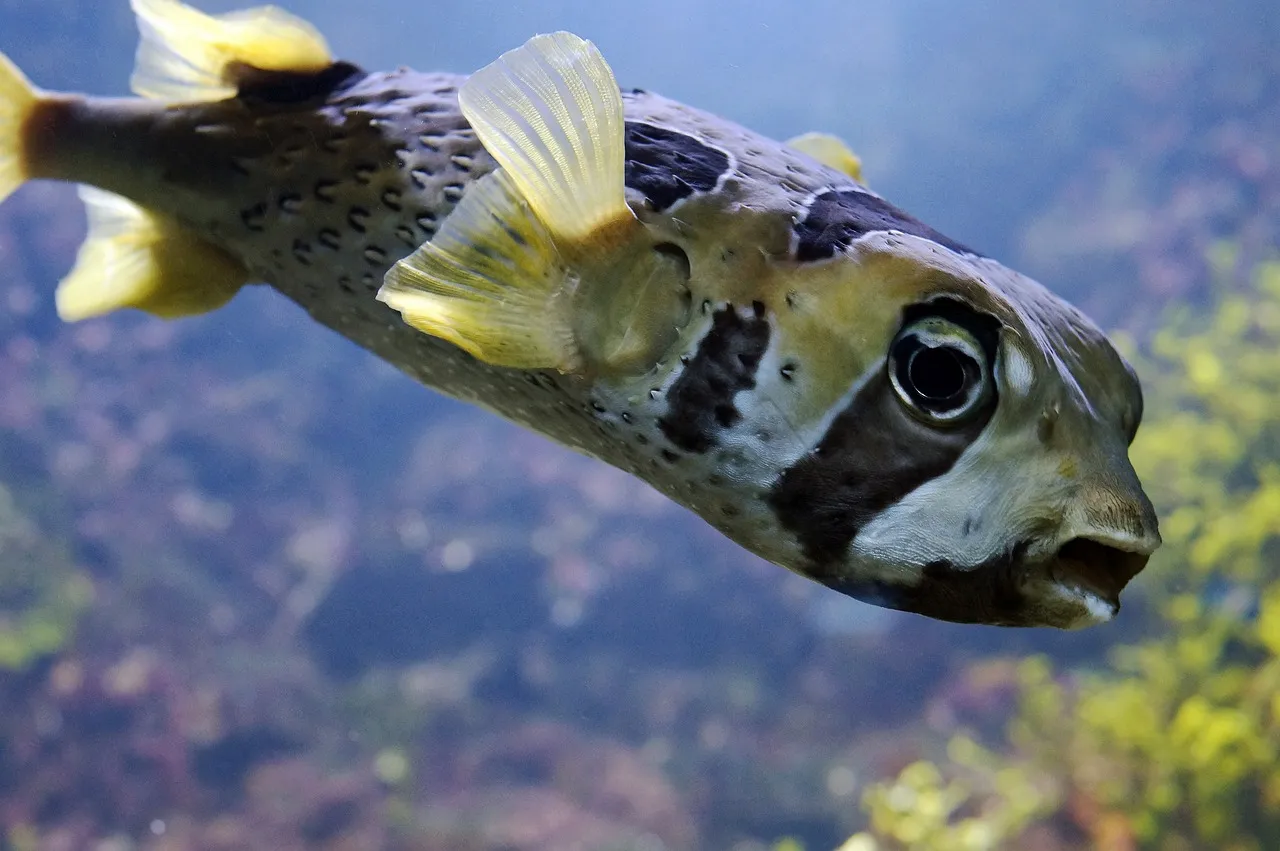 El pez globo, famoso por inflarse, es un animal marino fascinante y reconocible / Foto: PB El pez globo, famoso por inflarse, es un animal marino fascinante y reconocible / Foto: PB
