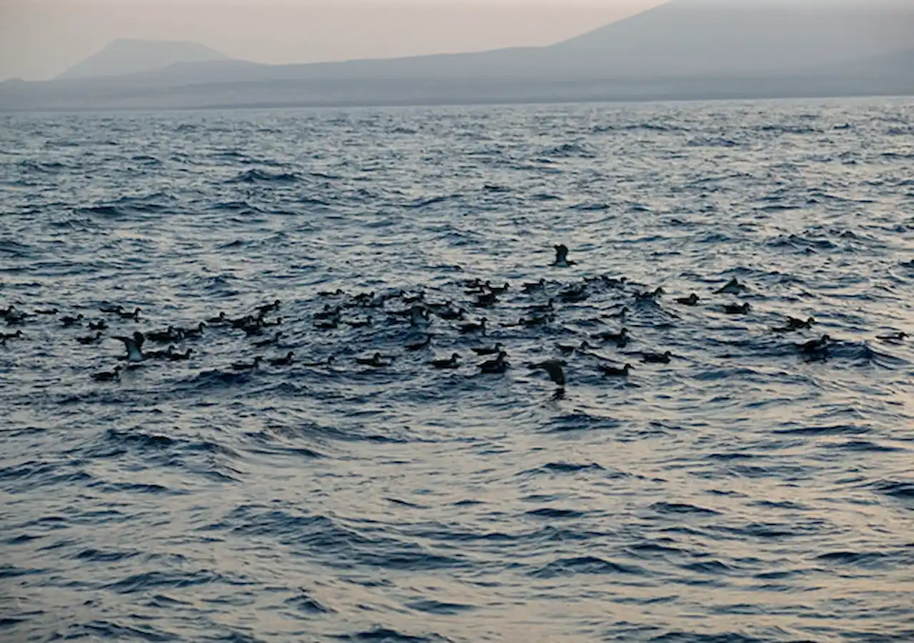 Encuentran plásticos en el 90% de las aves marinas de la Corriente Canaria / Foto: SEO/BirdLife