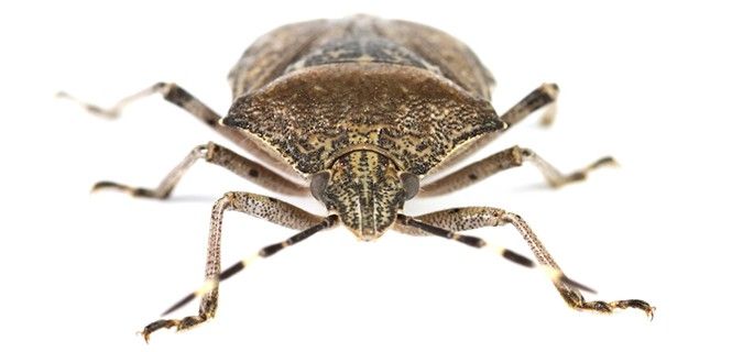 Las picaduras del insecto pueden transmitir enfermedades / Foto: SaSel77