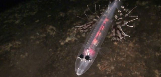 Pez transparente (Dolichopteryx longipes). Punta de las Cañas, El Hierro, islas Canarias, España. Septiembre 2014 / Foto: Oceana