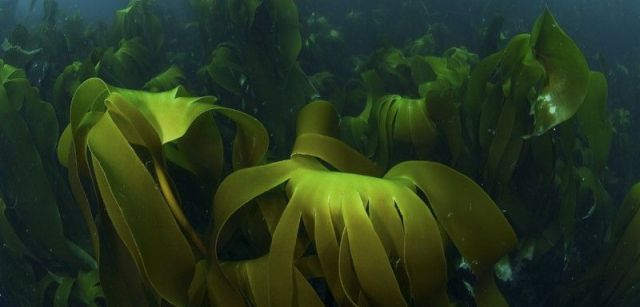 Quelpos (Laminaria ochroleuca) en las islas Sisargas, Galicia, España. Junio 2008 / Foto: Carlos Suárez  Oceana