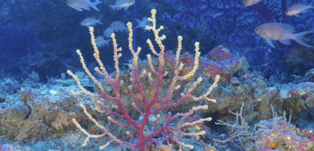 Comunidad de coralígeno con gorgonias (Paramuricea clavata) y grupo de peces de tres colas (Anthias anthias). Cabrera, islas Baleares, España. Agosto 2014 / Foto: Oceana