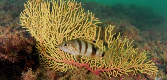 Merillo (Serranus hepatus) y gorgonia sarmiento (Leptogorgia sarmentosa). Chipona, Cádiz, España. Octubre 2009 / Foto: Eduardo Sorensen - Ocena