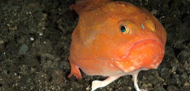 Rape bostezador rosado (Chaunax pictus). El Hierro, islas Canarias, España. Septiembre 2014 / Foto: Oceana