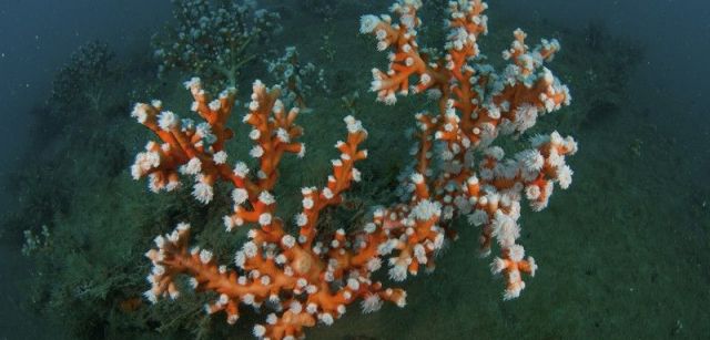 Corales árbol (Dentrophyllia ramea). Montañas submarinas, Rota, Cádiz, España. Julio 2010 / Foto: Carlos Suárez - Oceana