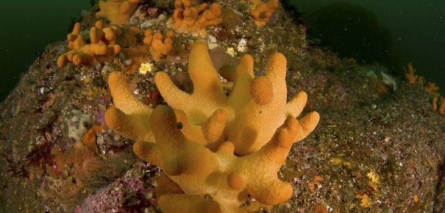 Manos de muerto (Alcynium digitatum). Parque Nacional Marítimo-Terrestre de las islas Atlánticas de Galicia, ría de Arousa, Galicia, España. Junio 2008 / Foto: Carlos Suárez - Oceana