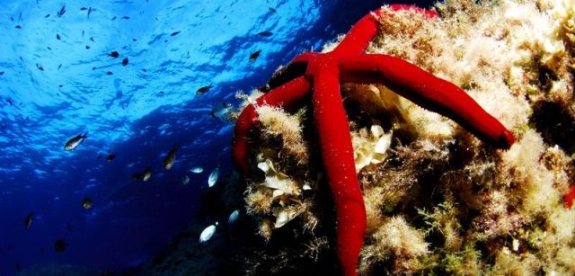 Estrella de mar púrpura. Parque Nacional del Archipiélago de Cabrera, islas Baleares, España. Septiembre 2007 / Foto: Juan Cuetos - Oceana 