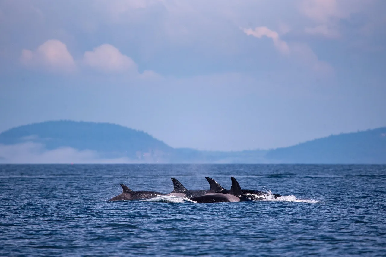 Grupo de orcas en aguas del Estrecho de Gibraltar / Foto: PB
