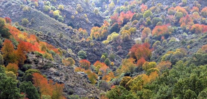 Los bosques mixtos se vuelven polícromas en otoño en Sierra Nevada / Foto:  Tajarja